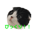 まもるとウルル（個別スタンプ：14）
