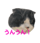 まもるとウルル（個別スタンプ：15）