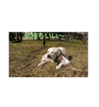 トマーシュ成長記2（個別スタンプ：5）