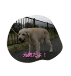 トマーシュ成長記2（個別スタンプ：7）