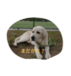 トマーシュ成長記2（個別スタンプ：9）