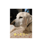 トマーシュ成長記2（個別スタンプ：13）