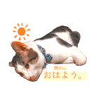 しいたけ(ねこ)スタンプ（個別スタンプ：1）