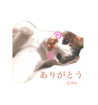 しいたけ(ねこ)スタンプ（個別スタンプ：3）