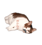 しいたけ(ねこ)スタンプ（個別スタンプ：8）