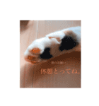 しいたけ(ねこ)スタンプ（個別スタンプ：9）