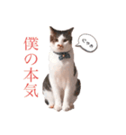 しいたけ(ねこ)スタンプ（個別スタンプ：10）