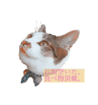 しいたけ(ねこ)スタンプ（個別スタンプ：11）