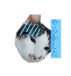 しいたけ(ねこ)スタンプ（個別スタンプ：13）
