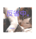 しいたけ(ねこ)スタンプ（個別スタンプ：14）