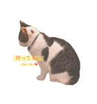 しいたけ(ねこ)スタンプ（個別スタンプ：15）