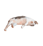 しいたけ(ねこ)スタンプ（個別スタンプ：16）