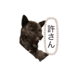甲斐犬オハナ（個別スタンプ：2）