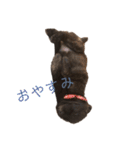甲斐犬オハナ（個別スタンプ：3）