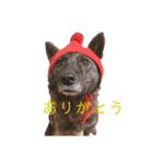 甲斐犬オハナ（個別スタンプ：4）