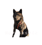 甲斐犬オハナ（個別スタンプ：5）