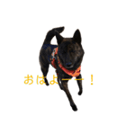 甲斐犬オハナ（個別スタンプ：6）