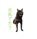 甲斐犬オハナ（個別スタンプ：8）