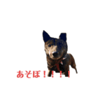 甲斐犬オハナ（個別スタンプ：10）