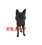 甲斐犬オハナ（個別スタンプ：12）