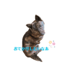 甲斐犬オハナ（個別スタンプ：13）
