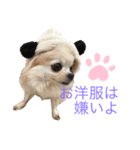 チワワのくるみ様（個別スタンプ：3）