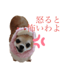 チワワのくるみ様（個別スタンプ：7）