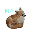 チワワのくるみ様（個別スタンプ：8）