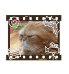 エキゾチックたま（個別スタンプ：4）