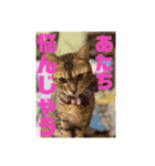 ベンガルズと、ともえさんの番外編⑧（個別スタンプ：2）