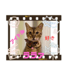 ベンガルズと、ともえさんの番外編⑧（個別スタンプ：3）