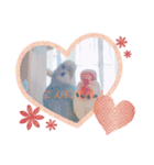 我が家のインコ( 'Θ' )あずきとぷりん（個別スタンプ：4）