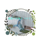 我が家のインコ( 'Θ' )あずきとぷりん（個別スタンプ：6）
