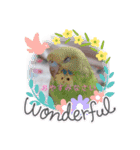 我が家のインコ( 'Θ' )あずきとぷりん（個別スタンプ：8）