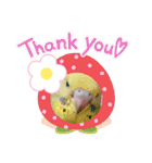 我が家のインコ( 'Θ' )あずきとぷりん（個別スタンプ：13）