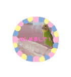 我が家のインコ( 'Θ' )あずきとぷりん（個別スタンプ：14）