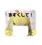 我が家のインコ( 'Θ' )あずきとぷりん（個別スタンプ：16）