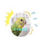 我が家のインコ( 'Θ' )あずきとぷりん（個別スタンプ：19）
