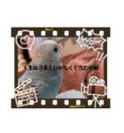 我が家のインコ( 'Θ' )あずきとぷりん（個別スタンプ：21）