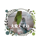 我が家のインコ( 'Θ' )あずきとぷりん（個別スタンプ：22）