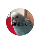 我が家のインコ( 'Θ' )あずきとぷりん（個別スタンプ：23）
