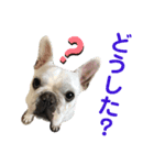 我が家の可愛い愛犬2（個別スタンプ：1）