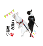 我が家の可愛い愛犬2（個別スタンプ：2）