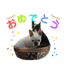我が家の可愛い愛犬2（個別スタンプ：3）
