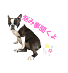 我が家の可愛い愛犬2（個別スタンプ：4）