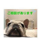 我が家の可愛い愛犬2（個別スタンプ：5）