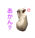 我が家の可愛い愛犬2（個別スタンプ：6）