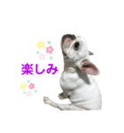 我が家の可愛い愛犬2（個別スタンプ：7）