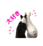 我が家の可愛い愛犬2（個別スタンプ：8）