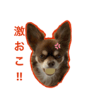 チョコたんRAON（個別スタンプ：4）